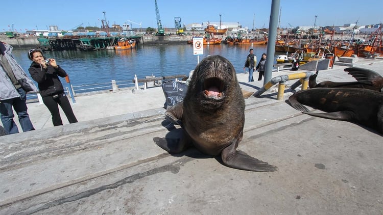 La reserva faunística de lobos marinos es un habitual paseo para turistas