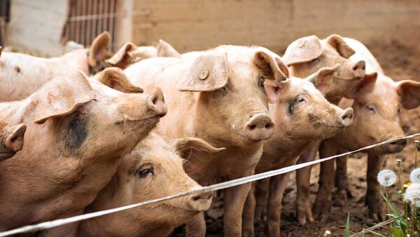 Las importaciones e impuestos ponen en jaque a los productores porcinos.