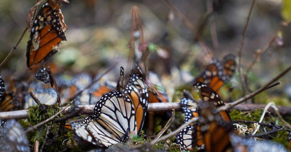 Monarch Butterfly population declines in Sanctuaries in Mexico