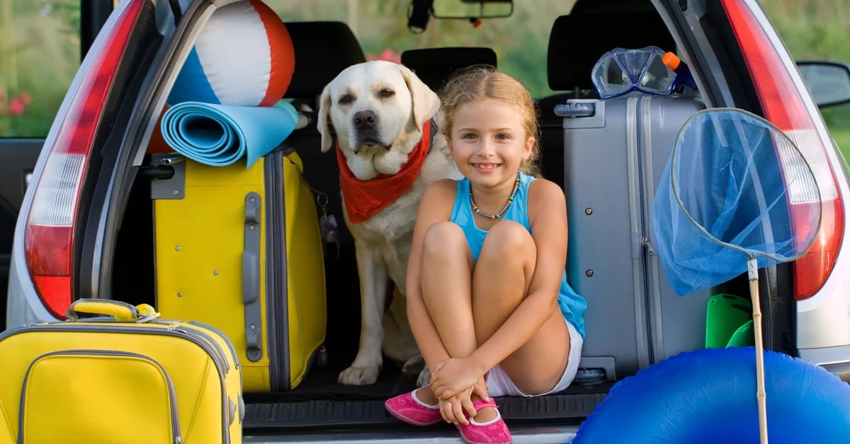 Pet friendly trips: what to do with your dog and how to take care of it?