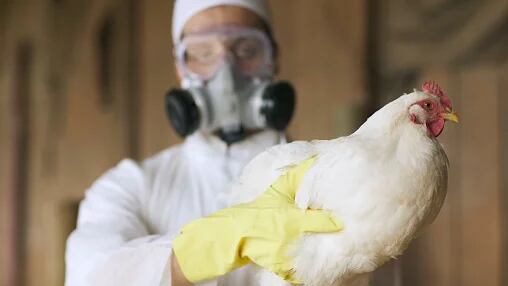Desde 2021 se produjeron brotes de gripe aviar en aves del corral y silvestres. La OMS alertó que la transmisión del virus podría aumentar en los humanos