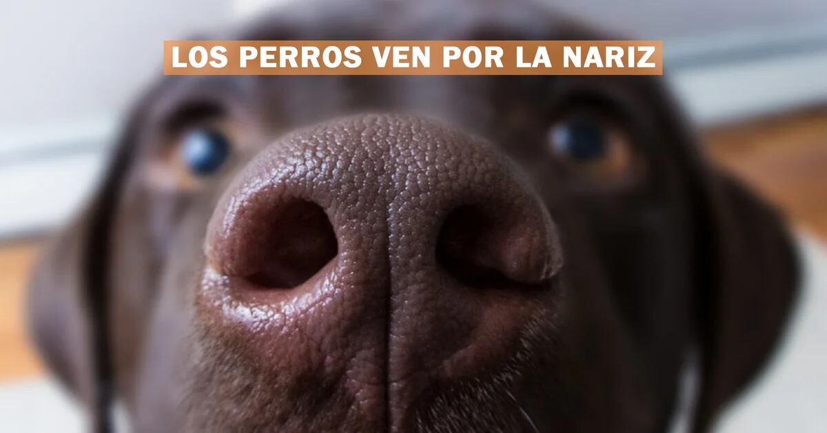 How Dogs Can See Through Their Noses