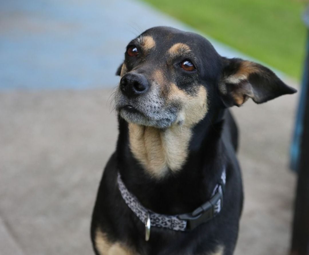 Katy, la perrita del hincha de Millonarios que recibirá la eutanasia, está  buscando hogar: “Solo te pido que mandes unos ángeles” - Infobae