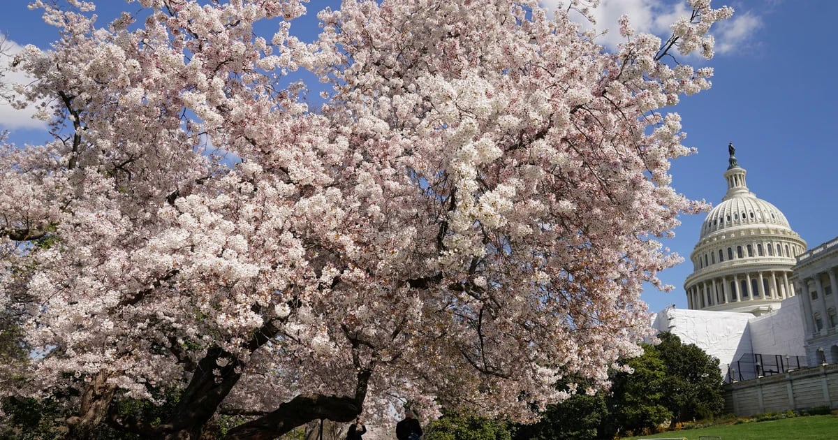 Due to climate change, Washington's famous cherry trees are blooming two weeks earlier than expected