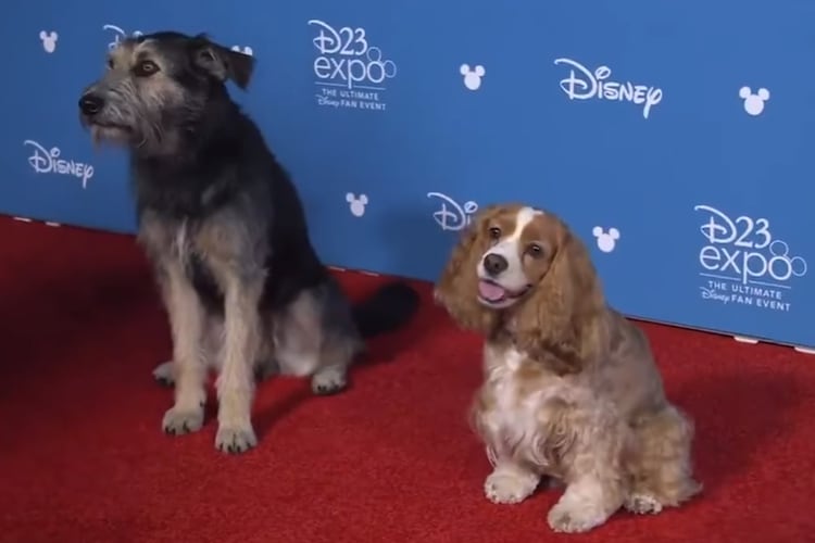 El perro Monte y la Cocker Spaniel, llamada Rose, estuvieron presentes en la alfombra roja de Expo Disney donde se dio la noticia de su estreno (Foto: Especial)