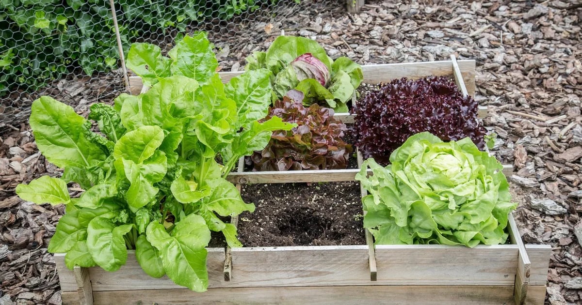 Even a small urban garden can boost your microbiome