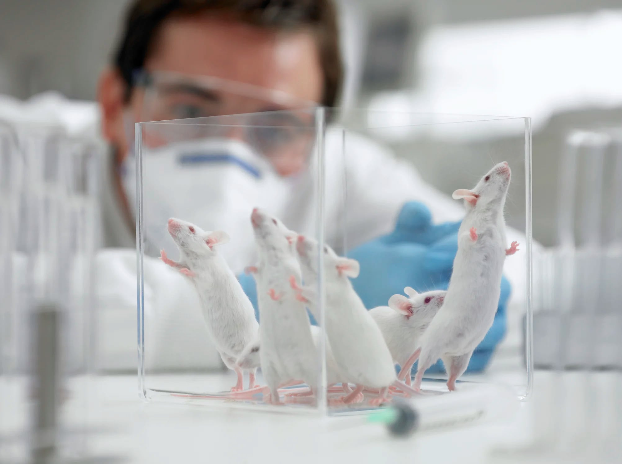 La nueva investigación realizada en ratones demostró que los microARN-132 pueden tener un impacto significativo en diferentes células cerebrales (Getty Images)