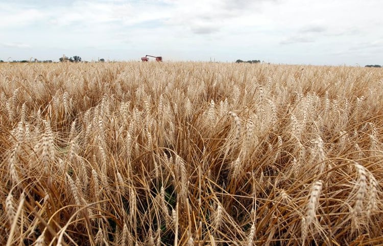 El trigo cotiza a USD 184,4 la tonelada (REUTERS/Enrique Marcarian)