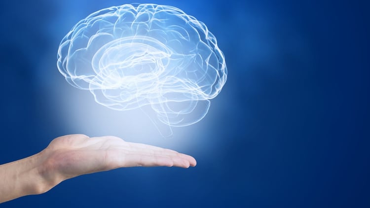 La memoria está asociada distintos patrones de conexión cerebrales. (Shutterstock)