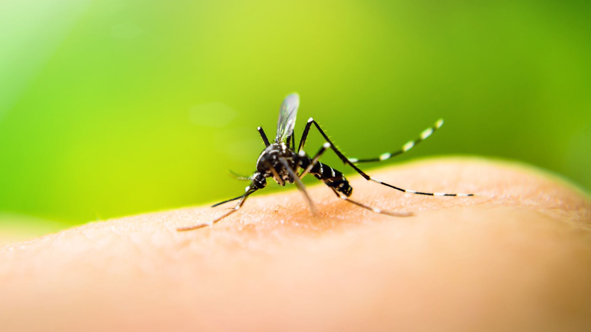 Se calcula que para el año 2080, el 60% de la población mundial podría estar en riesgo de sufrir dengue /Archivo