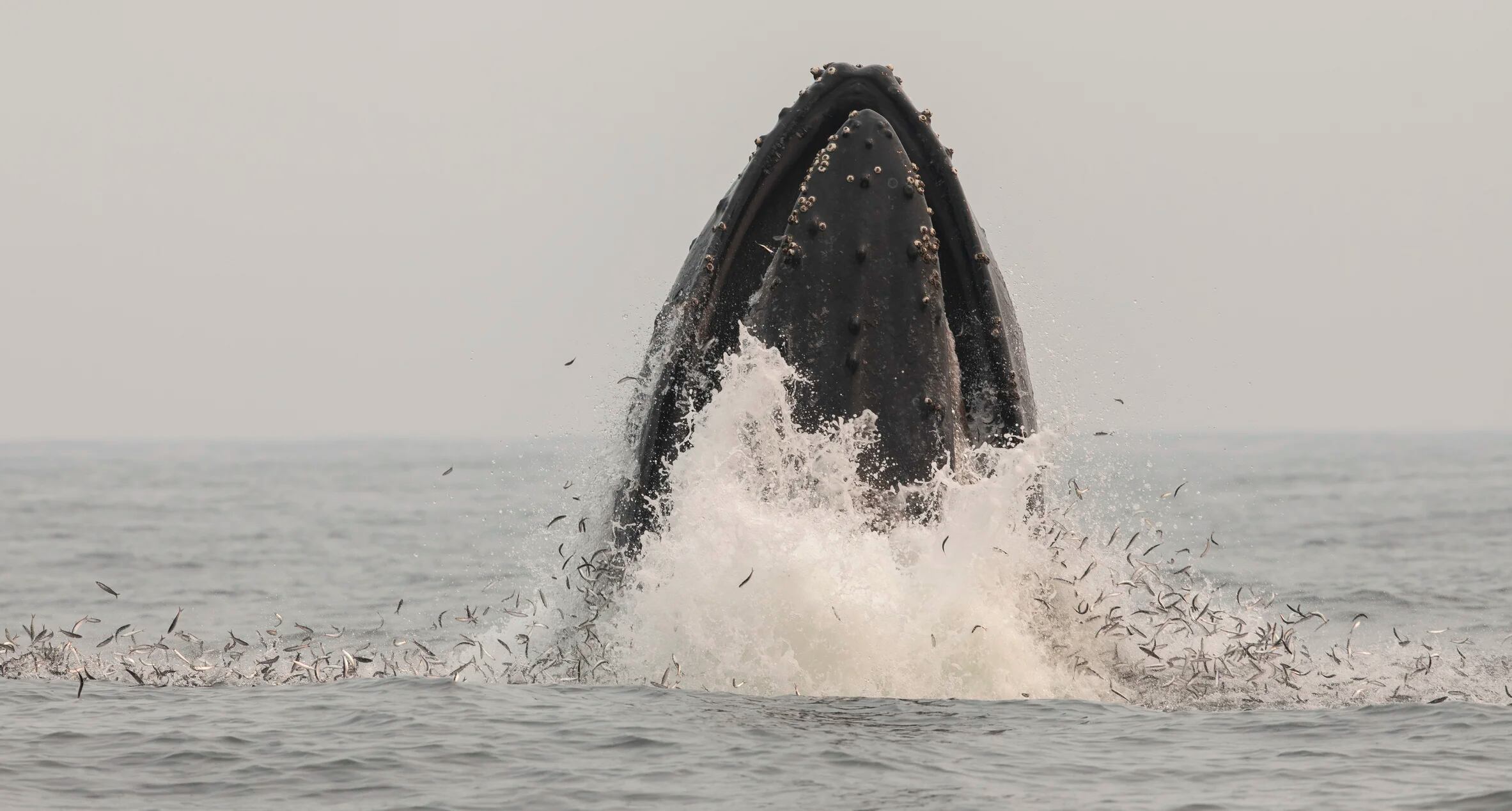 Petróleo vs ballenas: la lucha oculta sobre las aguas del Golfo de México (Getty Images)