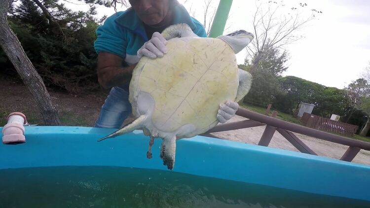 La tortuga fue asistida en la Fundación Mundo Marino