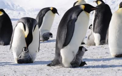 Sobre el hielo, los pingüinos emperador con su plumaje blanco y negro destacan sobre la nieve y las colonias son claramente visibles en las imágenes por satélite (Foto: Paul Ponganis)