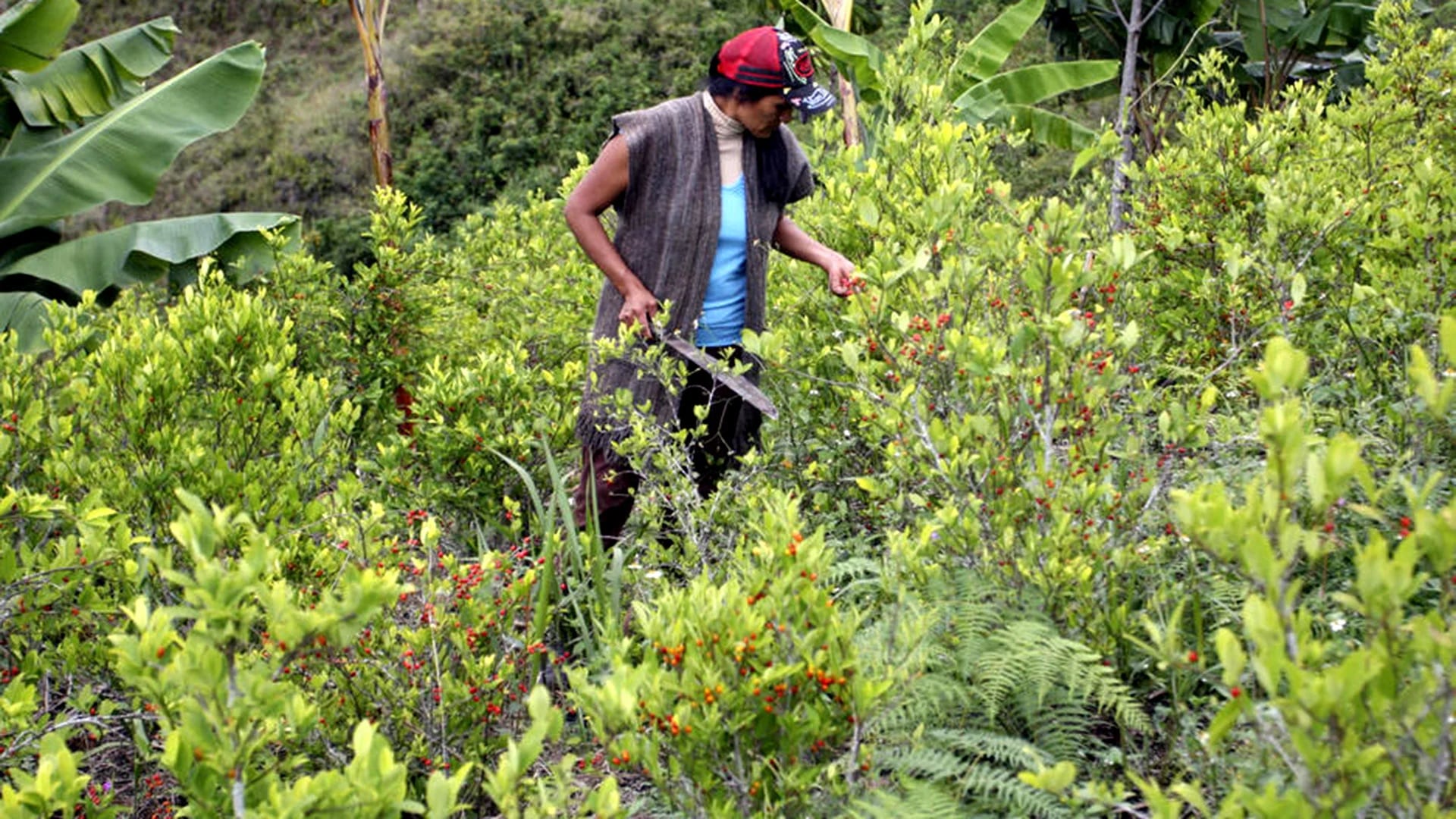 Las plantaciones de coca se duplicaron en Colombia en los últimos años
