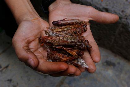 Esta manga de langostas entró a territorio argentino a fines de mayo procedente de Paraguay y el Servicio Nacional de Sanidad y Calidad Agroalimentaria (Senasa) la vigila desde el 11 de mayo. EFE/YAHYA ARHAB/Archivo
