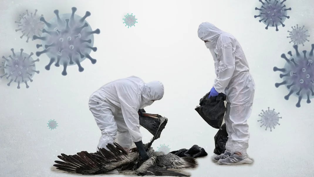 El número creciente de detecciones de influenza aviar H5N1 entre los mamíferos, que son biológicamente más cercanos a las personas que las aves, genera preocupación sobre la mutación y propagación futura del virus
