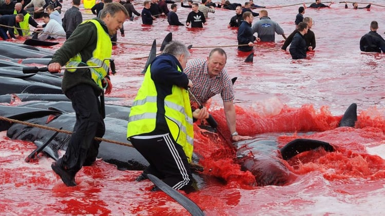 En las Islas Faroe y algunos países escandinavos las caza de ballenas es común.