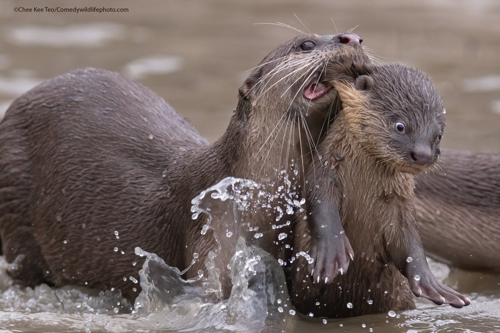 Winners of the 2021 Most Funny Wildlife Photo Contest