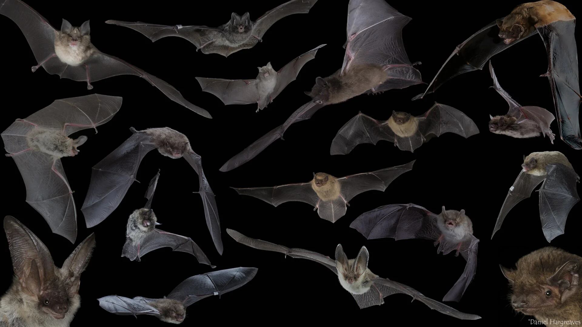 Tomaron muestras en 16 especies de murciélagos que habitan en el Reino Unido y encontraron la circulación de cuatro especies de coronavirus, dos de ellas nuevas (Bat Conservation Trust)