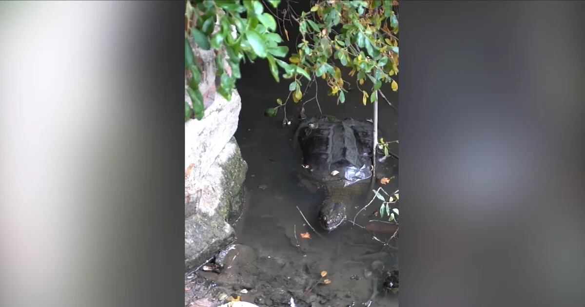 Vídeo |  Resgate de uma tartaruga gigante em Toledo