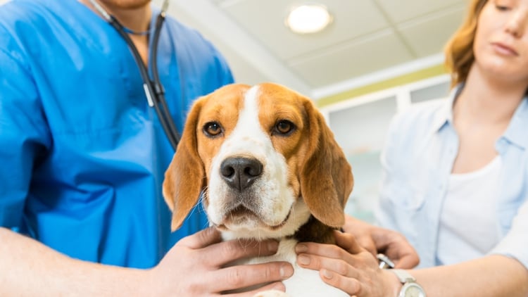 Es importante acudir al veterinario lo mas rápido posible si algo no sale como lo planeado (Getty Images)