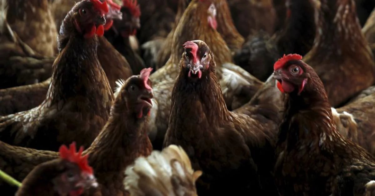 Avian flu in humans: an 11-year-old girl died in Cambodia and her father is also infected