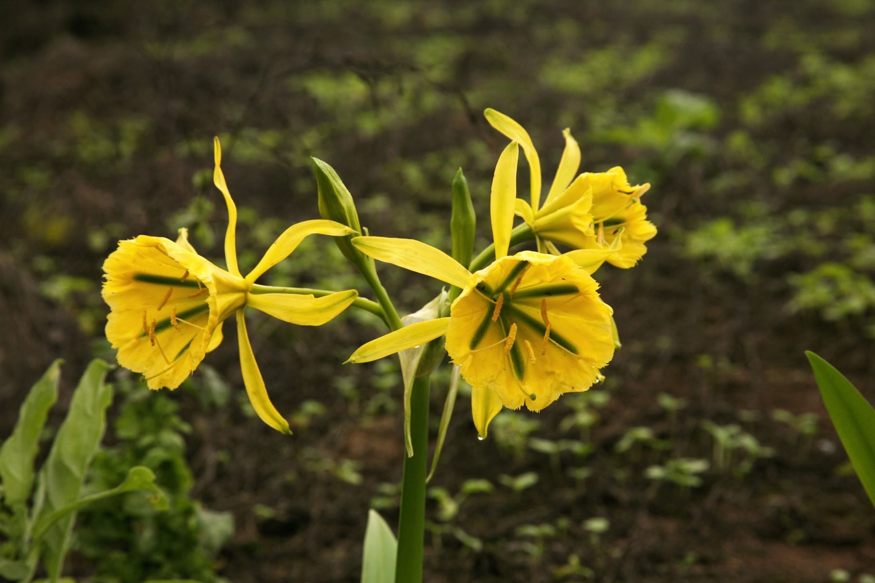 "Flores amarillas" se ha convertido en un clásico durante la llegada de la primavera. Foto: Andina