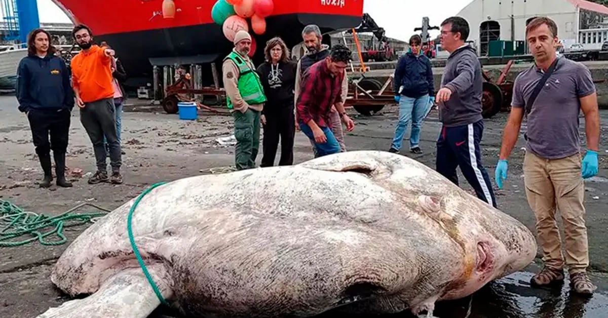 Encontraram um peixe de quase 3.000 quilos: é o maior conhecido até agora