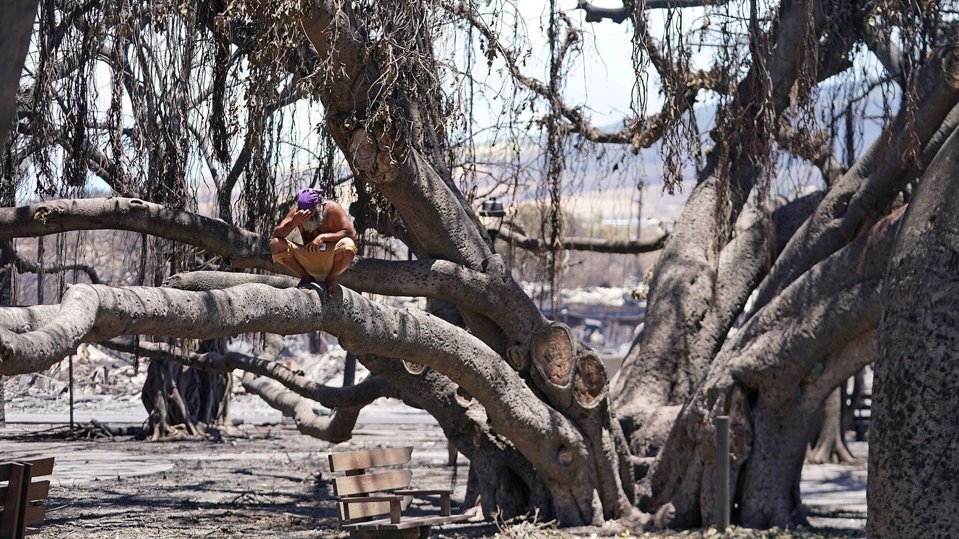 Un hombre reacciona mientras se sienta en el histórico árbol banyan de Lahaina dañado por el incendio