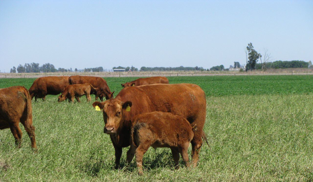 Aseguran que como consecuencia de la sequía, habrá una caída en los índices de preñez de las vacas