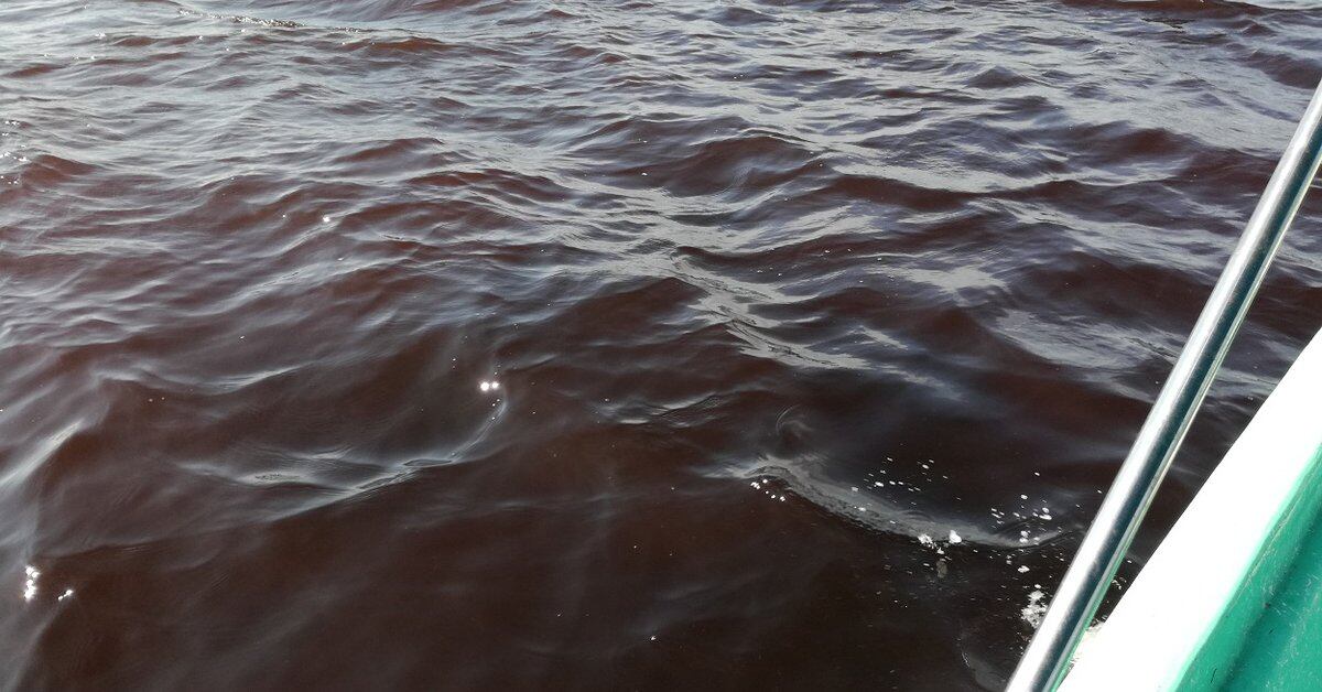 Alert for toxic red tide in Colima;  its duration is “indeterminate”