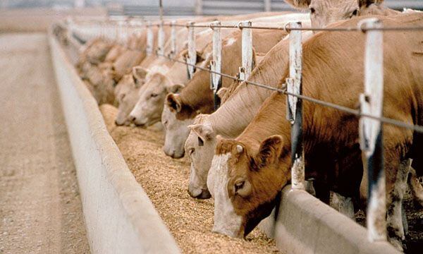 Se pasó en los últimos meses de pagar por la vaca que tiene por destino China de 250 pesos por kilo vivo, a un valor de hoy, de 150 a 170 pesos