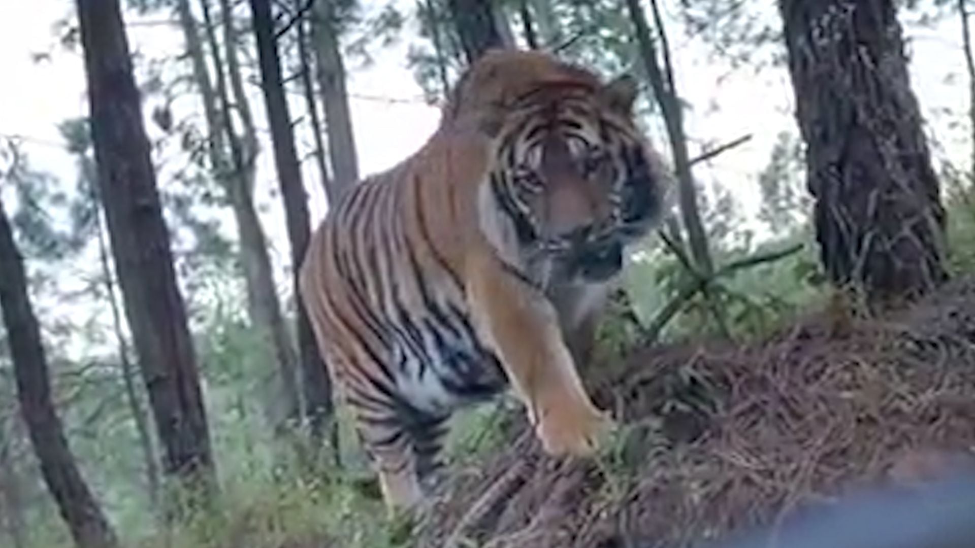 Un transeúnte se percató cuando el tigre de bengala derribó una motocicleta estacionada (Foto: Archivo)