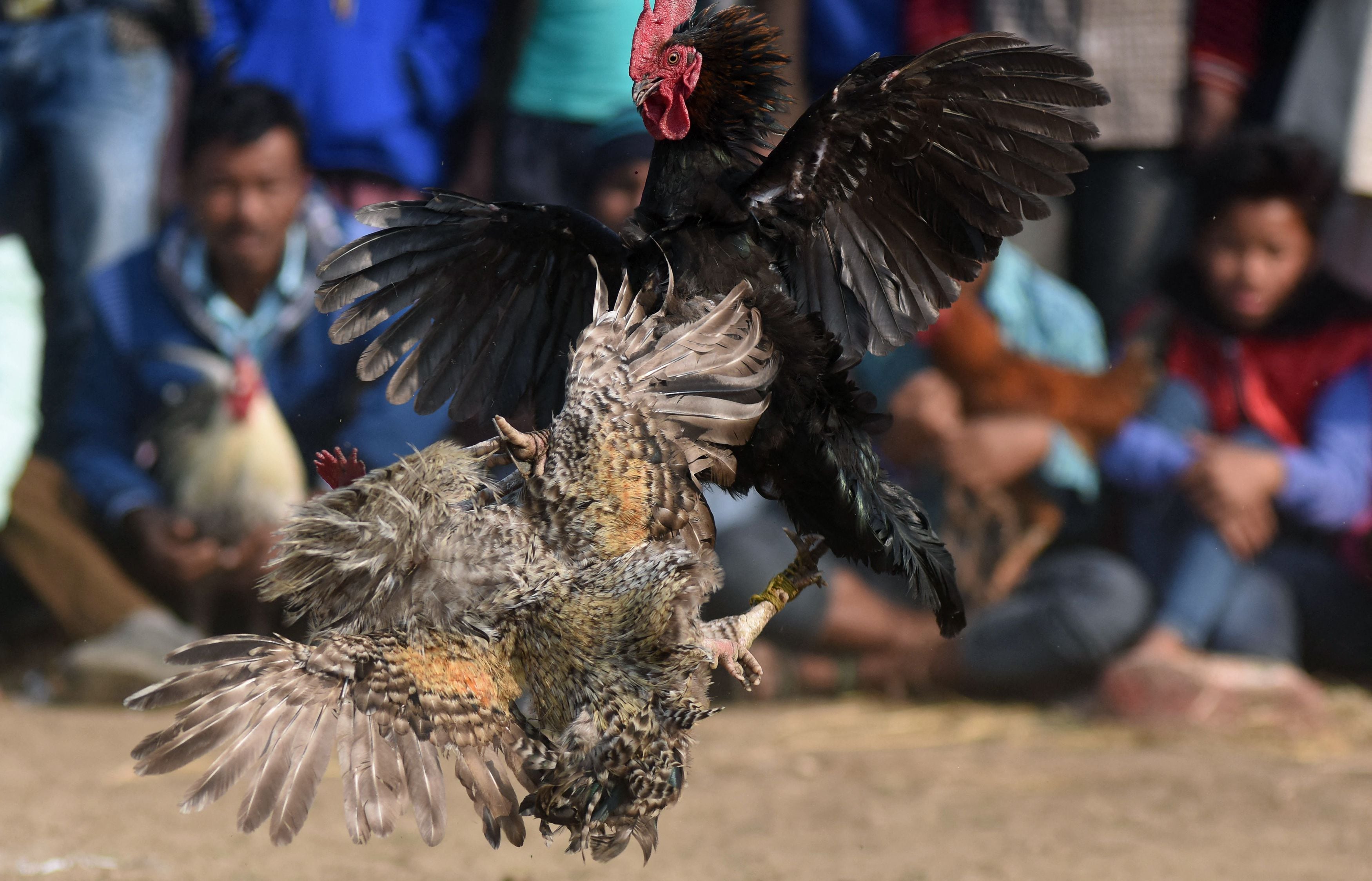 Ejemplo de una pelea de gallos. (Foto: BORO / AFP)