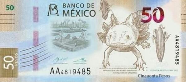 Resultado de imagen para EL AJOLOTE Y XOCHIMILCO APARECERÍAN EN NUEVO BILLETE DE 50 PESOS