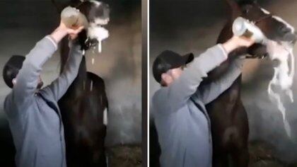 El momento en que un jinete obliga a beber champagne a su caballo tras ganar una carrera (Captura de video)