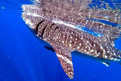 A Whale Shark (Rhincodon typus) is seen on August 15, 2019 in Isla Holbox, Quintana Roo state, Mexico. - The huge fish, which is in danger of extinction, visits the Mexican Caribbean every year and is the hope for the island's inhabitants, who long for the return of tourists, chased away by the COVID-19 pandemic. (Photo by Edier Rosado Cherrez / AFP)