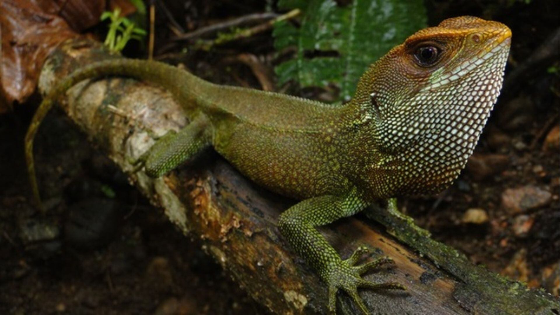 La Enyalioides dickinsoni, bautizada como “lagarto de palo de Dickinson”, tiene la cabeza naranja, cuerpo verde y pequeñas patas.