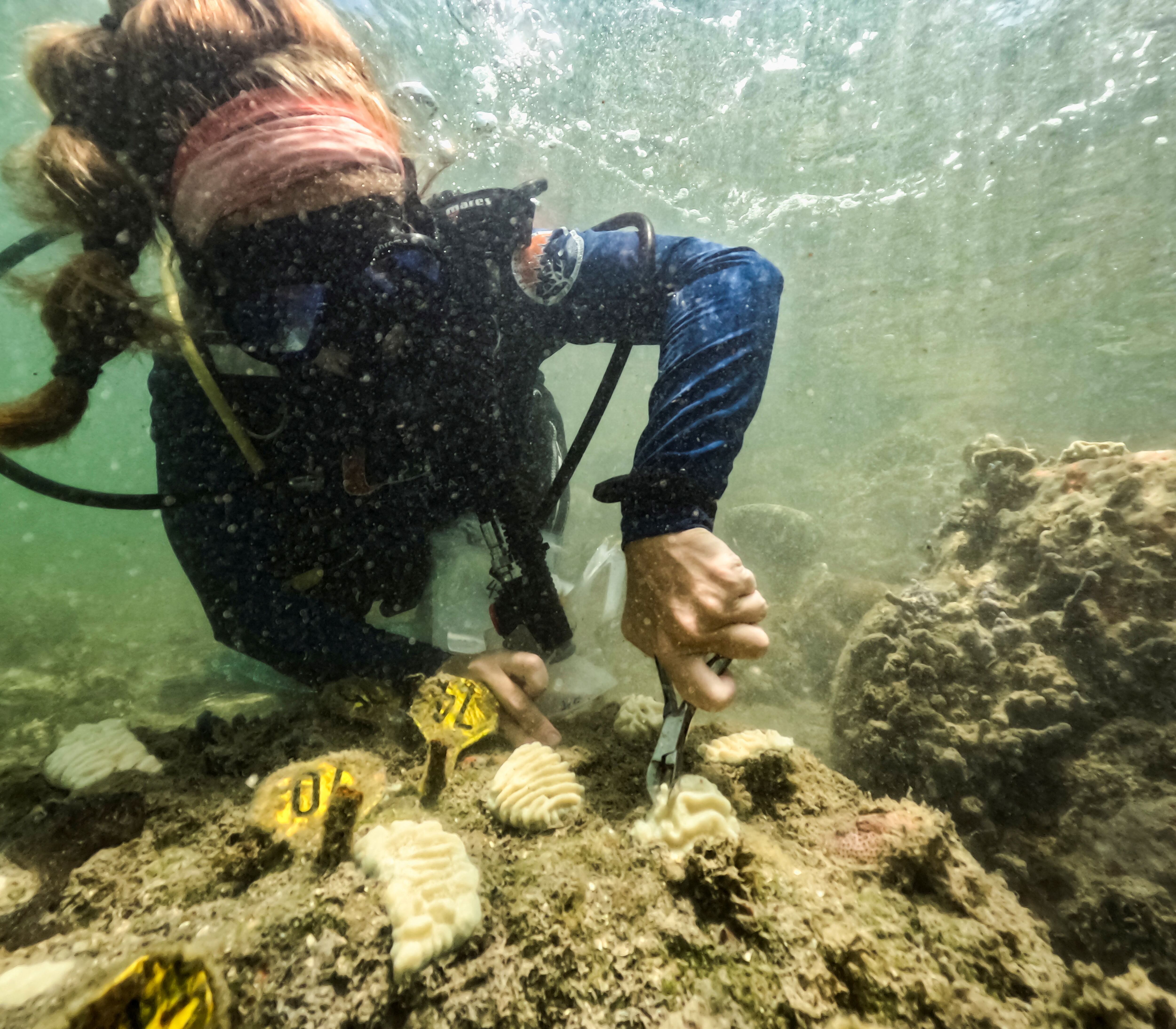 Allyson DeMerlis, pasante de NOAA y candidata a doctorado de la Universidad de Miami, toma muestras de corales que plantó en diciembre de 2022 y que ahora ya se han blanqueado por completo en Miami, Flordia, EE. UU., 14 de julio de 2023. REUTERS/Maria Alejandra Cardona