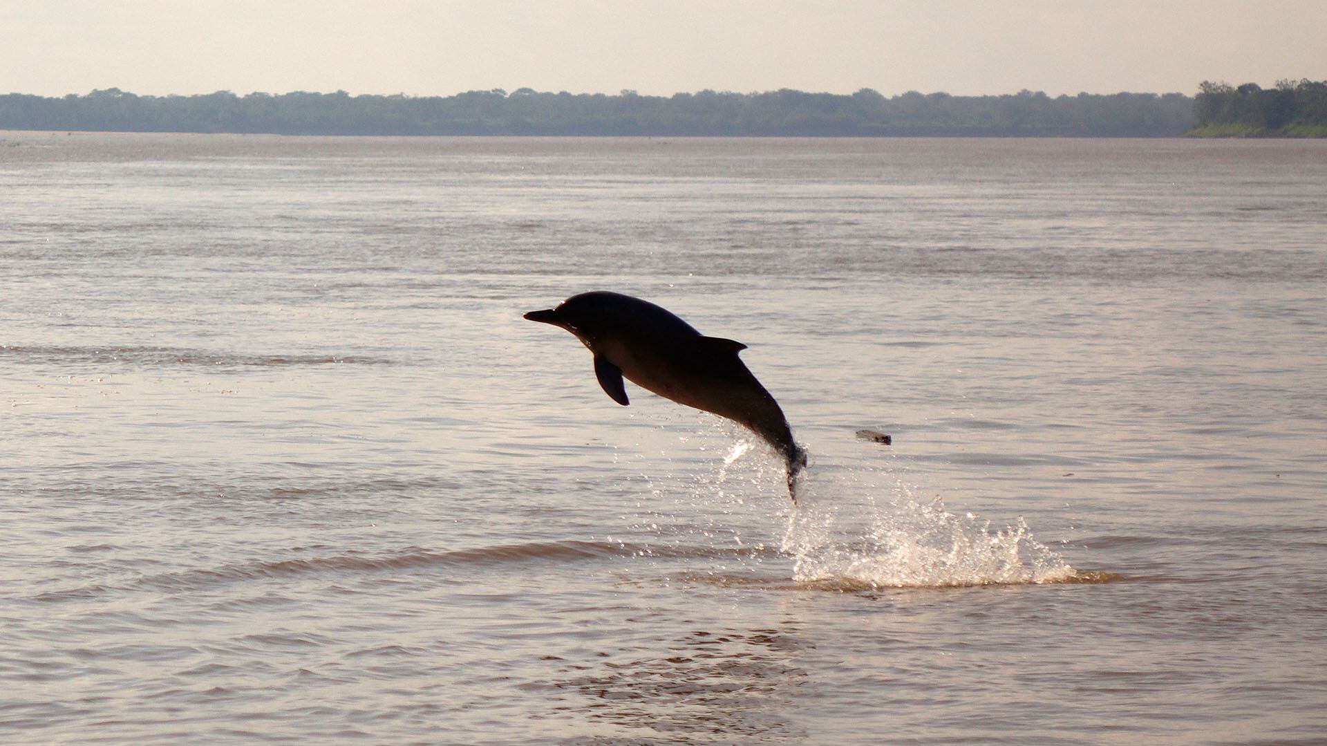 Un reciente estudio de la Universidad de Bristol, en el Reino Unido, demostró que los delfines se enfrentan a una situación similar y mostró que se “gritan” entre ellos cuando hay ruido de fondo