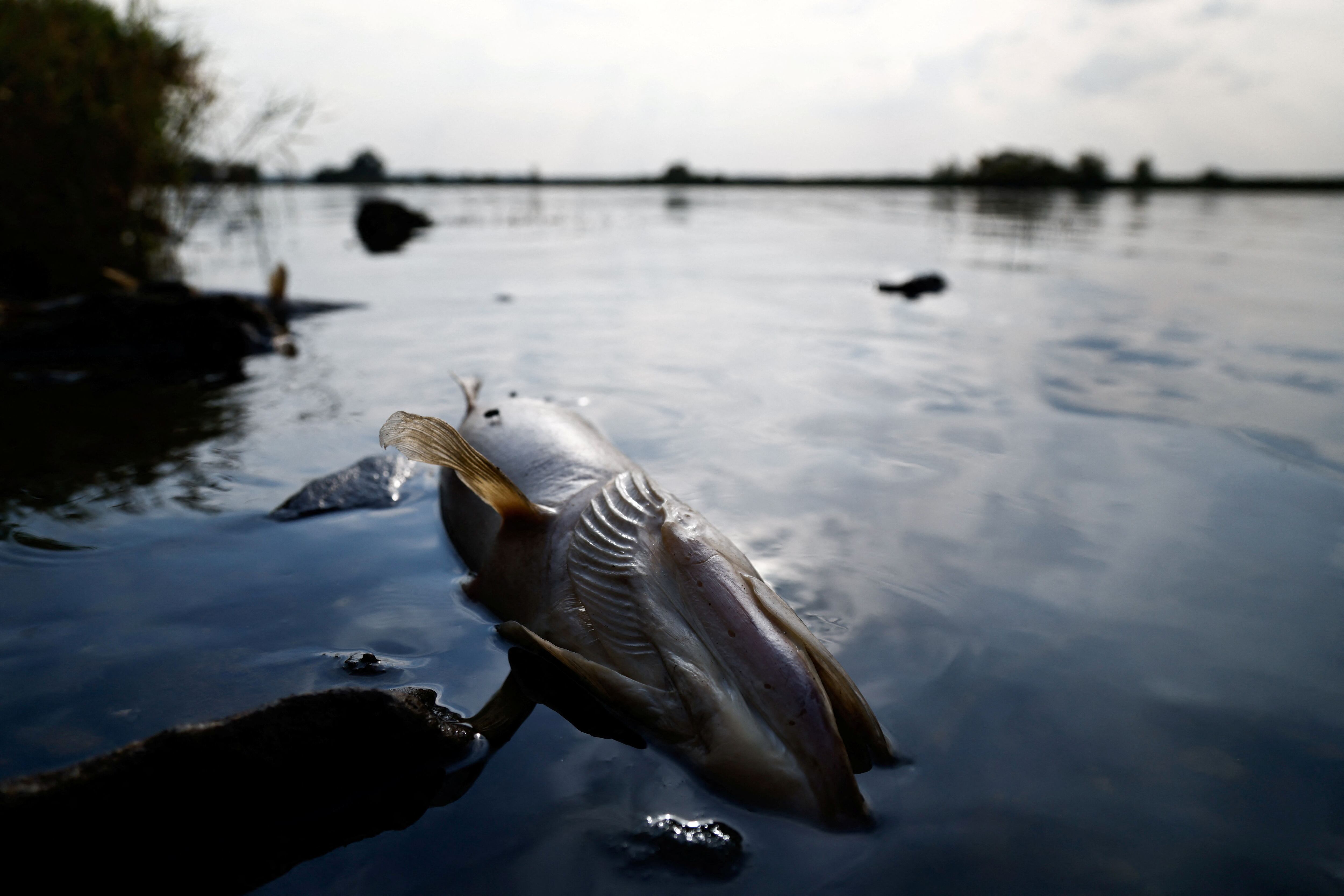 Uważa się, że zanieczyszczenie wody było przyczyną masowego wymierania ryb we wsi Widuchów w Polsce w dniu 17 sierpnia 2022 r.  REUTERS/Kuba Steżycki/File