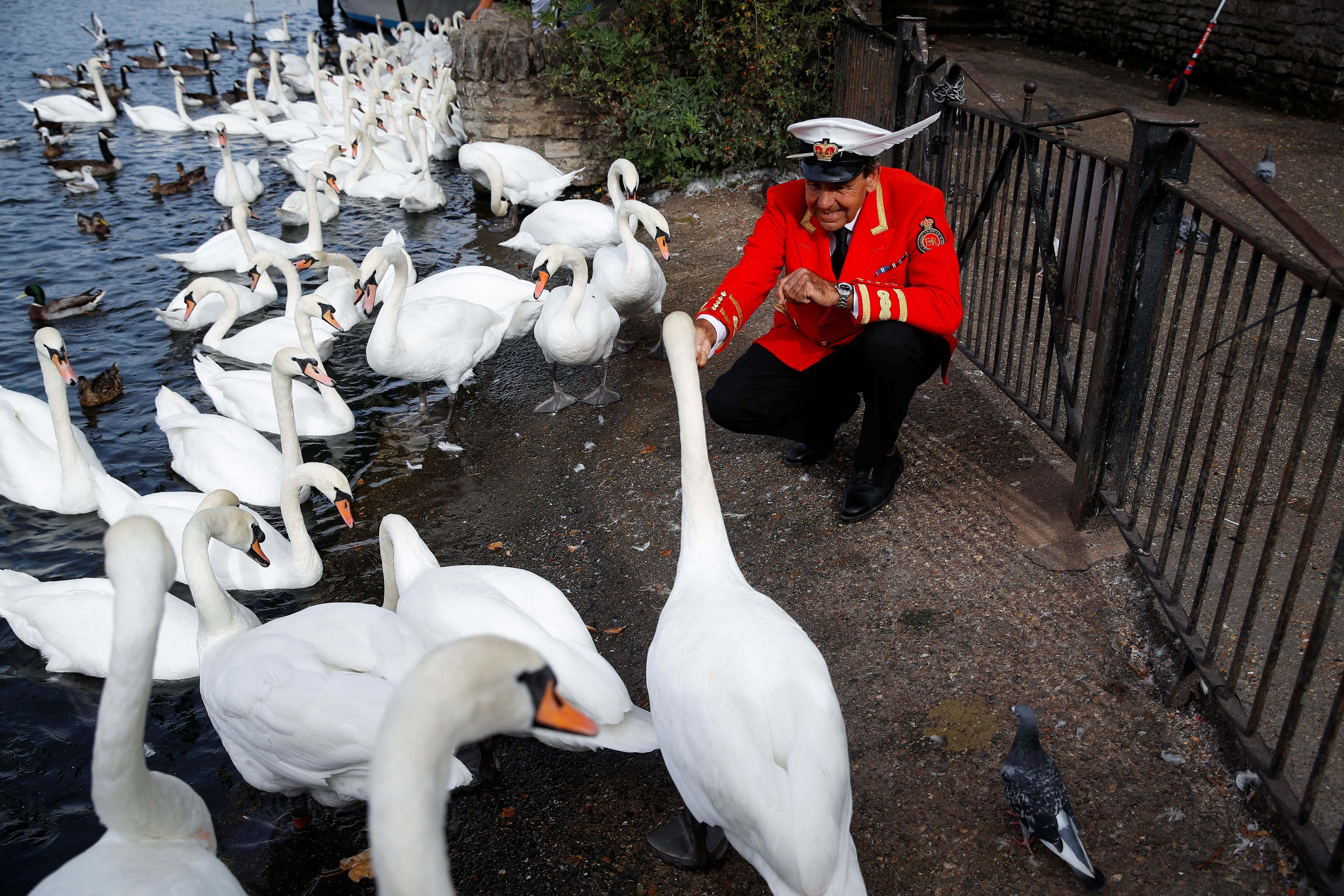 Dilyn tuvo un desafortunado encuentro con uno de los cisnes que habitan en el Palacio de Buckingham. (REUTERS/Peter Nicholls)