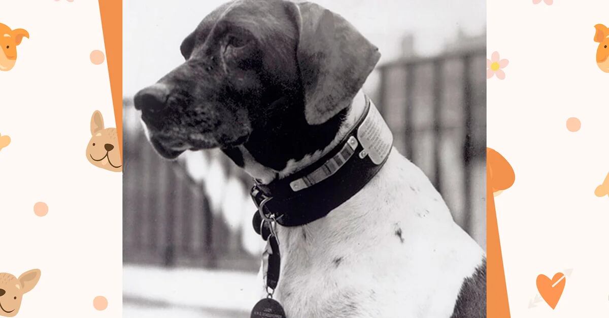 Judy, the dog who survived cruelty in a prison camp during World War II