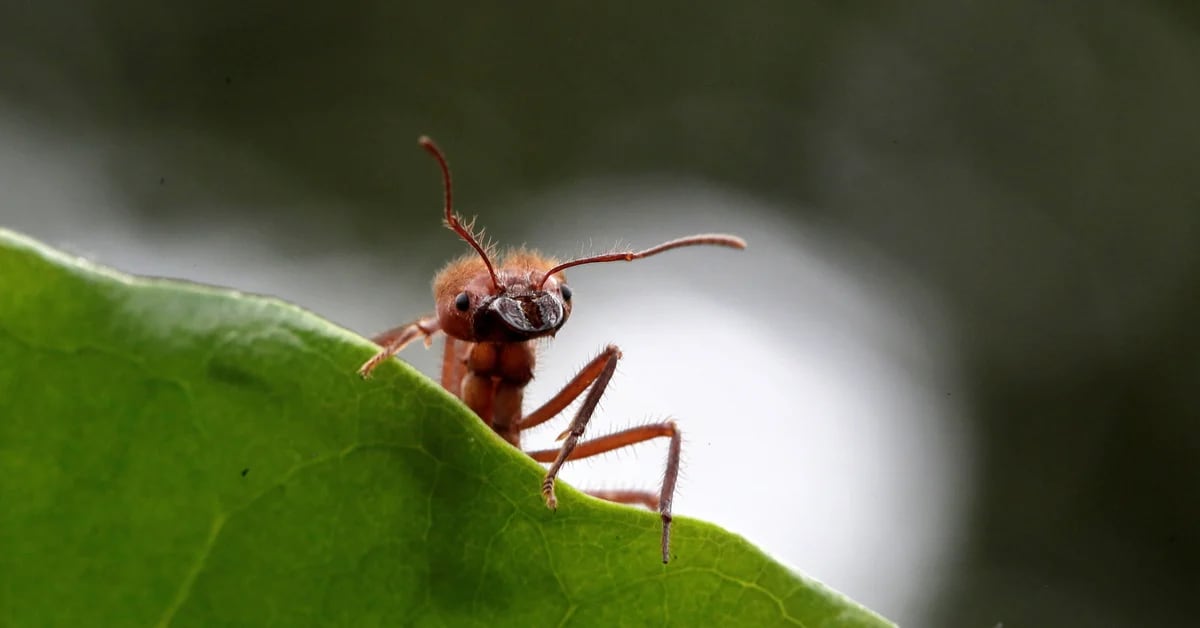 A genetic mutation transforms a group of ants into so-called parasitic queens