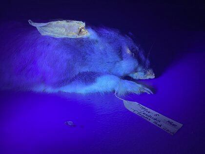 Los bilbis son un mamífero nocturno en vía de extinción cuyas patas orejas y cola alumbran en la luz ultravioleta.