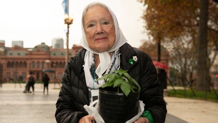 Nora Cortiñas, en Plaza de Mayo con una de sus plantas de cannabis (Gastón Taylor)