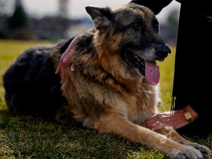 Champ, tiene 13 años y tiene un comportamiento más dócil Foto: (Adam Schultz Official White House)