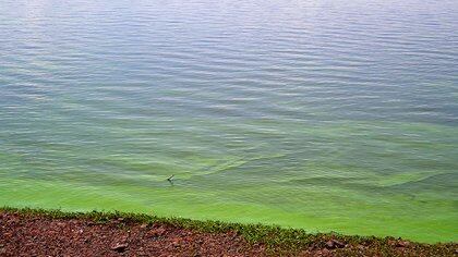 La presencia de estas algas se da en aguas cuya superficie es verdosa
