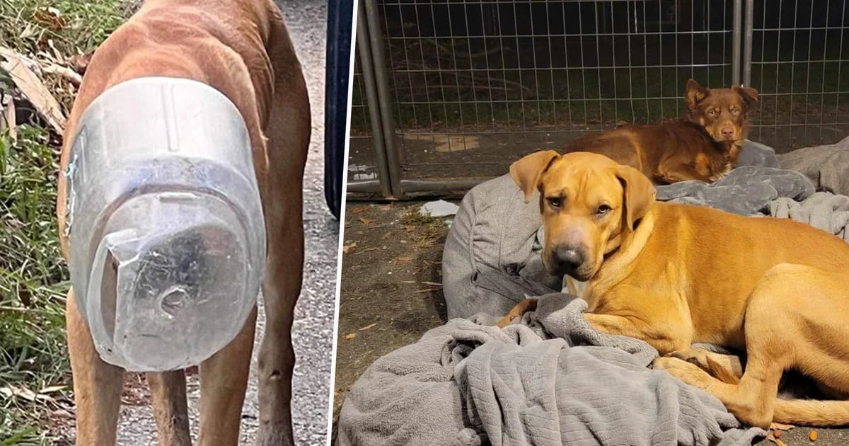 I spent a month trying to help a stray dog ​​whose head was stuck in a bowl