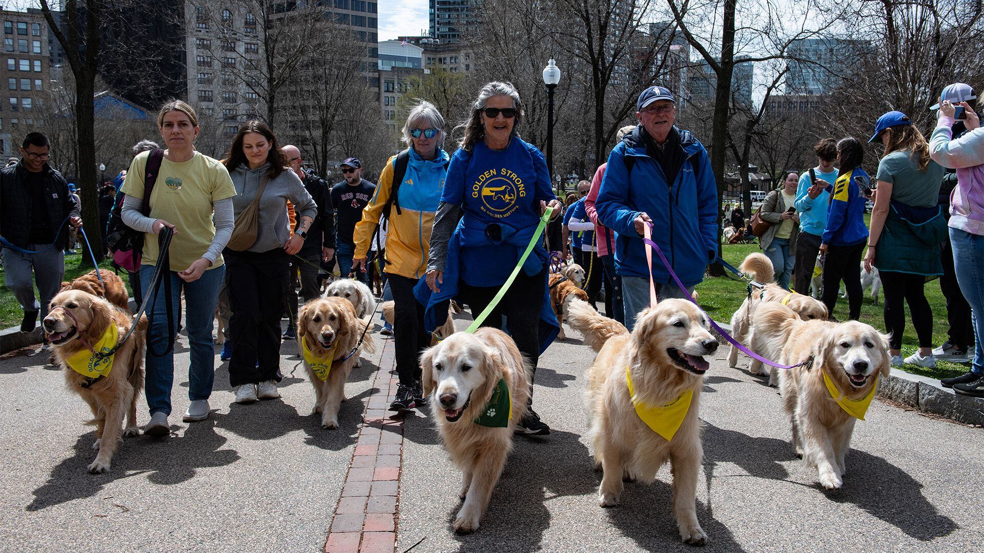Cientos de golden retrievers se dieron cita durante el Boston Marathon Golden Retriever Meetup el pasado 14 de abril.